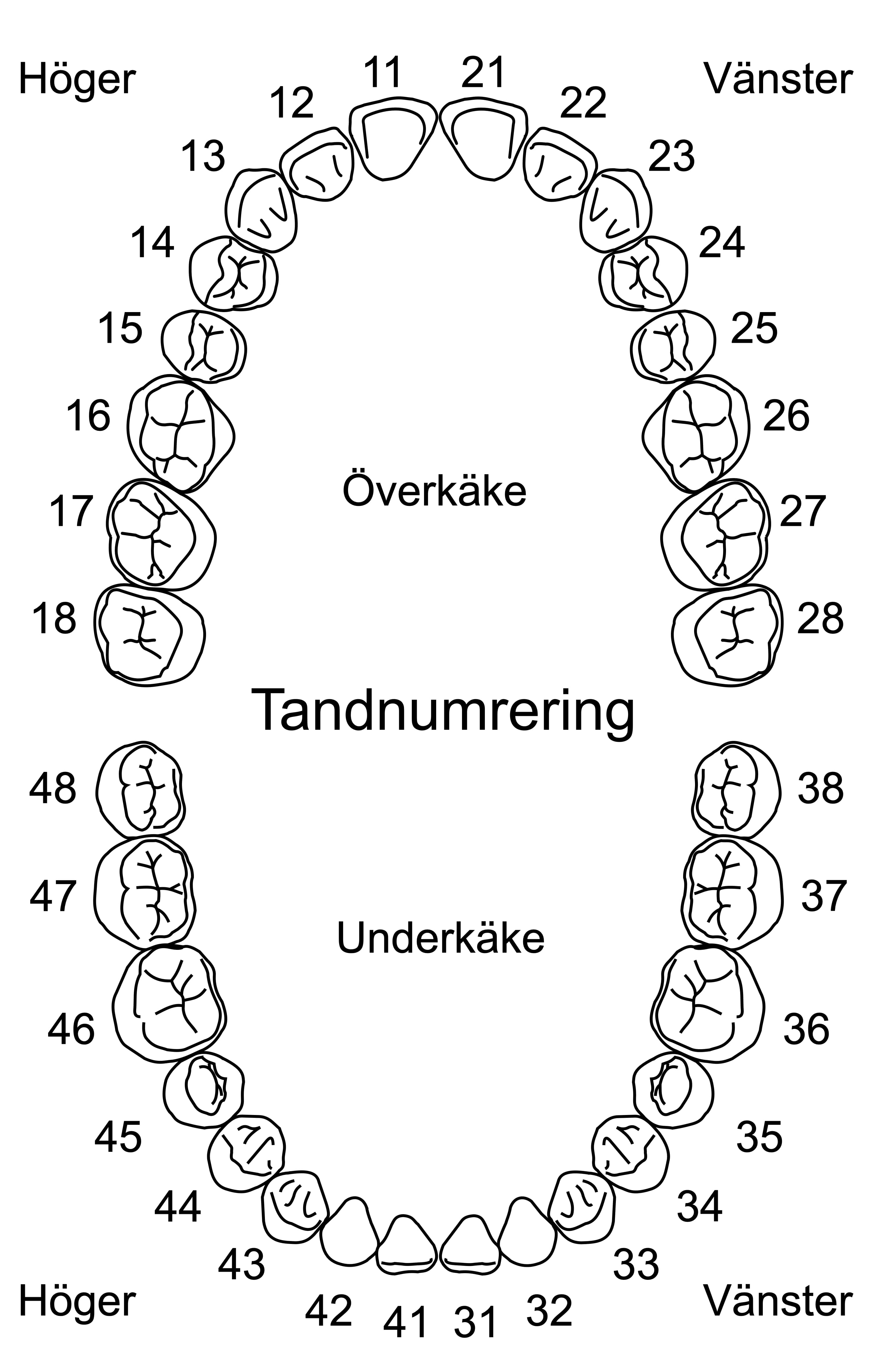 Tandnumrering